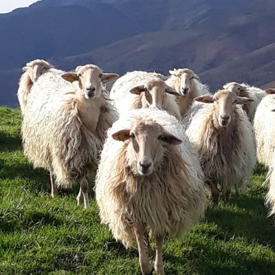 TR de face dans prairie