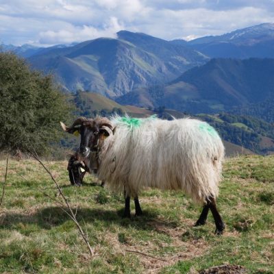 manech tete noire en montagne